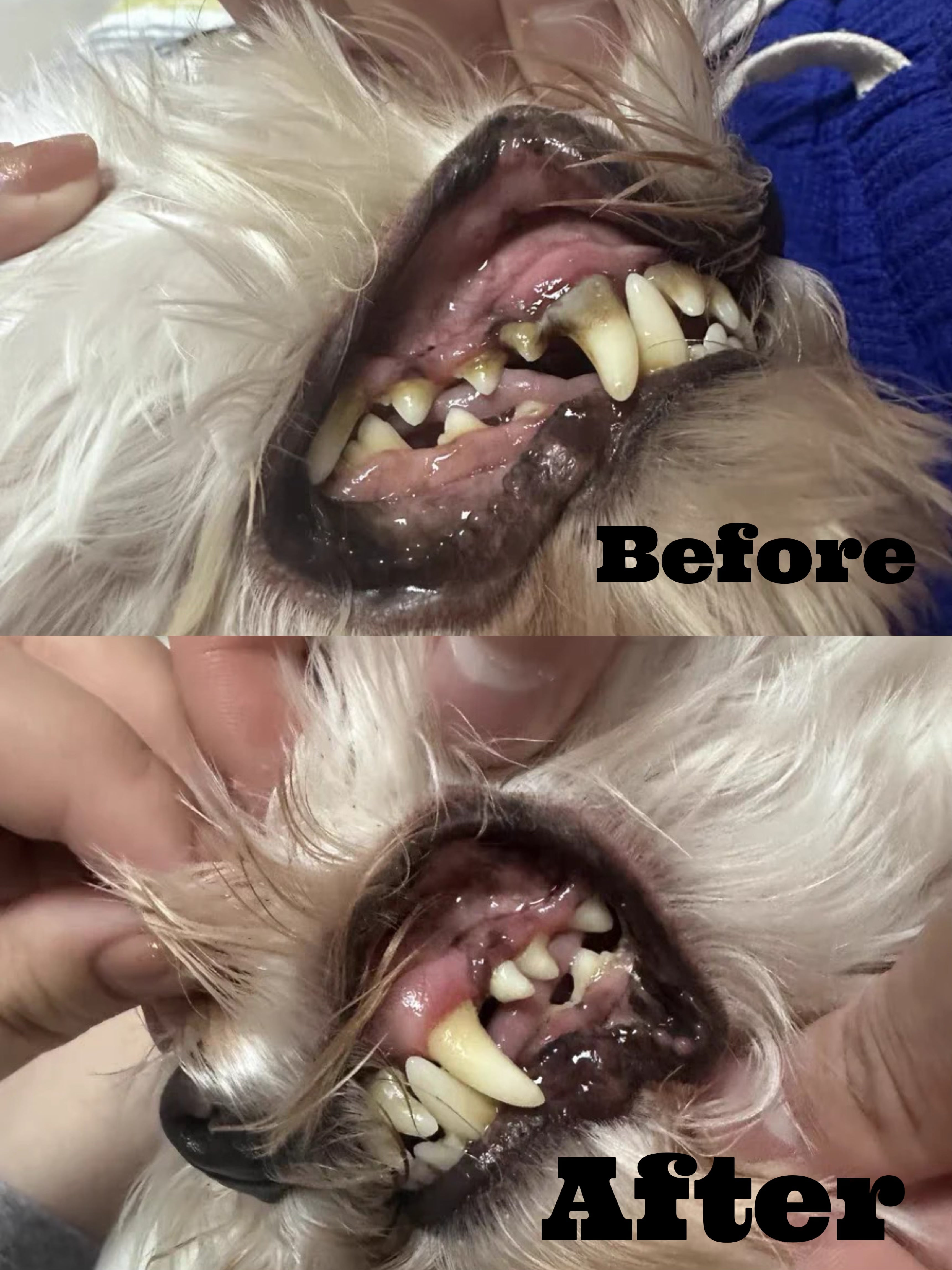 Professional Ultrasonic Tartar Remover & Electric Toothbrush for Dogs & Cats.