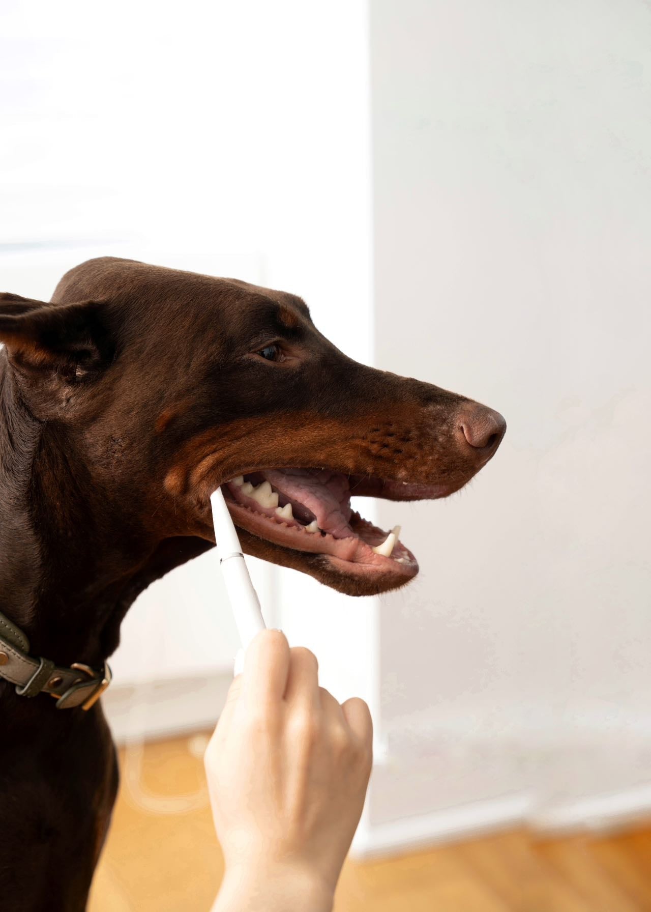 Professional Ultrasonic Tartar Remover & Electric Toothbrush for Dogs & Cats.